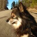 Snurrig